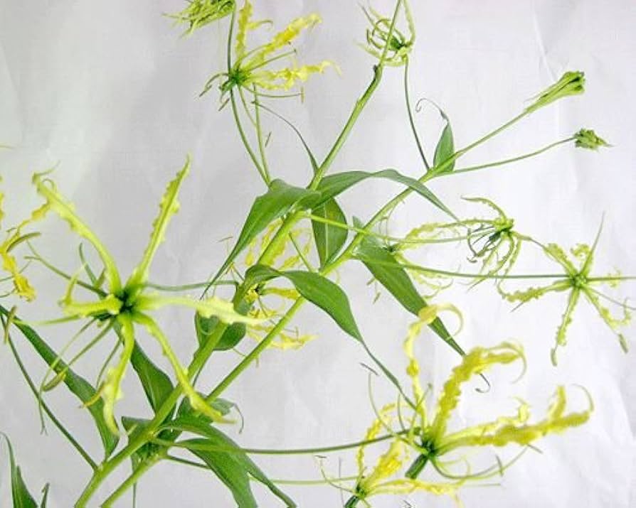 Amazon｜グロリオサ黄色 生花 切り花 ルテアなど 5本〔cool